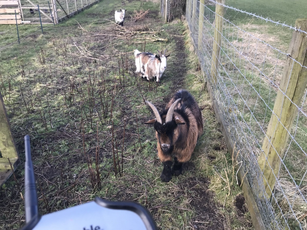 Survey controller and pygmy goats showing an interest in a field.