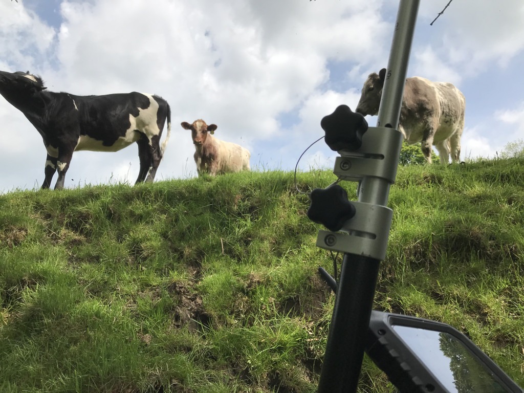 Survey pole and controller in an embankment with interested cows along the top.