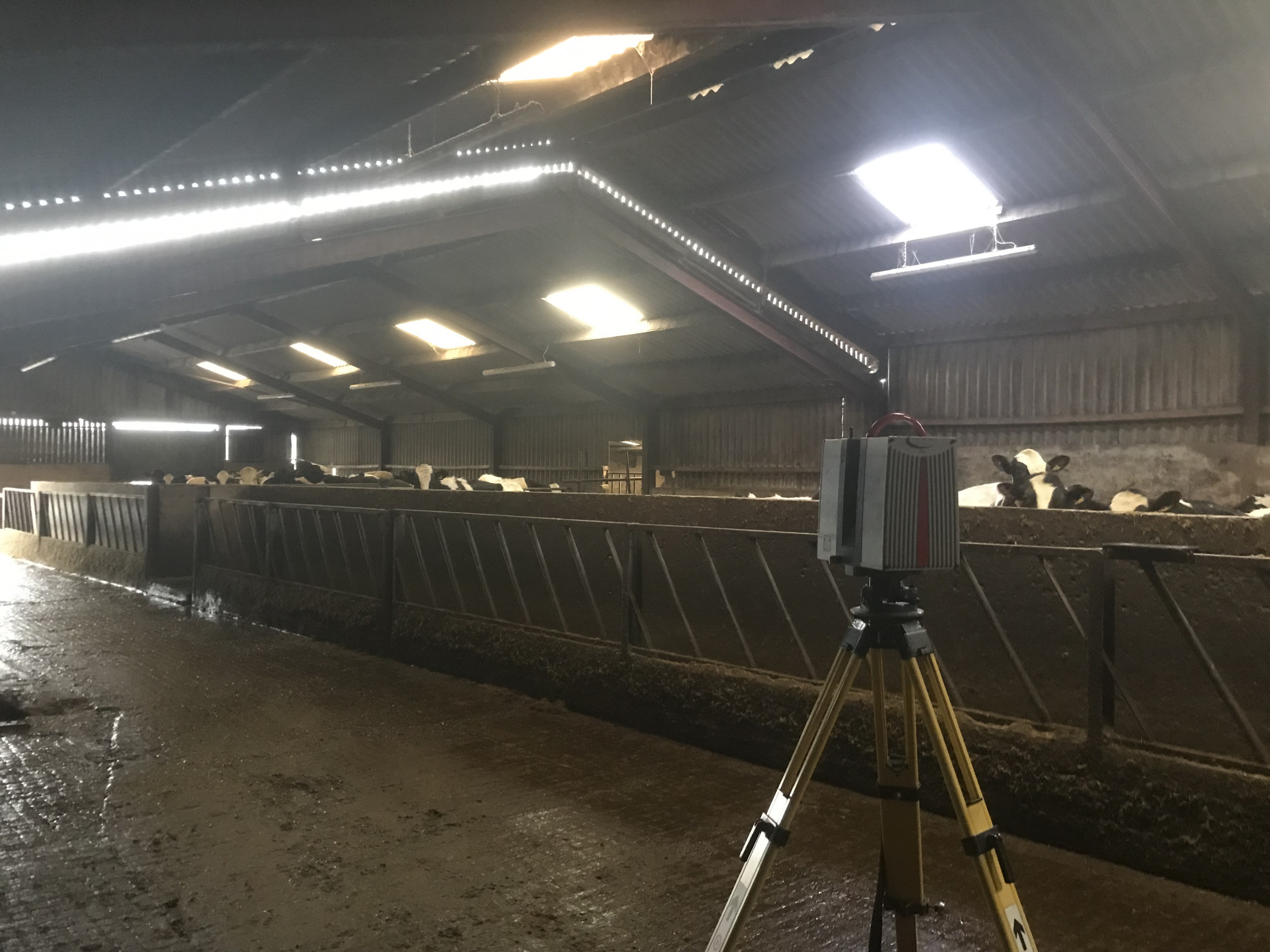 3D scanner on a yellow tripod inside a cow shed. The cows are separated by a concrete wall but are looking over to see what is happening.